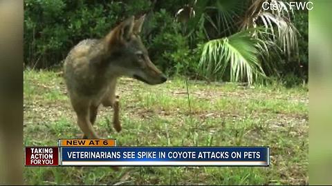 Coyote sightings, attacks rising amid drought and wildfires