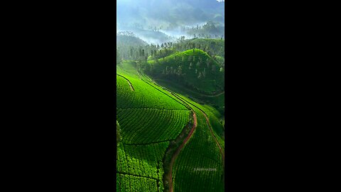 tea plantation