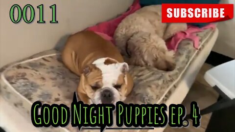 the[DOG]diaries [0011] Good Night Puppies - Episode 4 [#dogs #doggies #thedogdiaries]