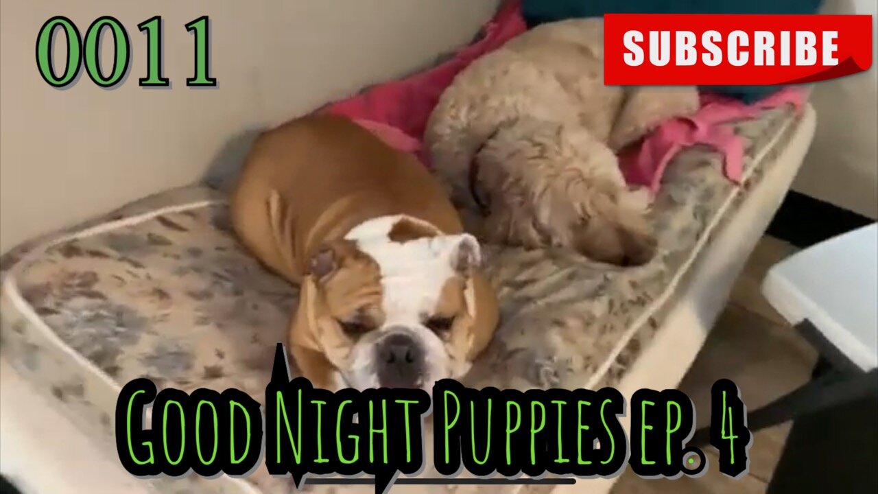 the[DOG]diaries [0011] Good Night Puppies - Episode 4 [#dogs #doggies #thedogdiaries]