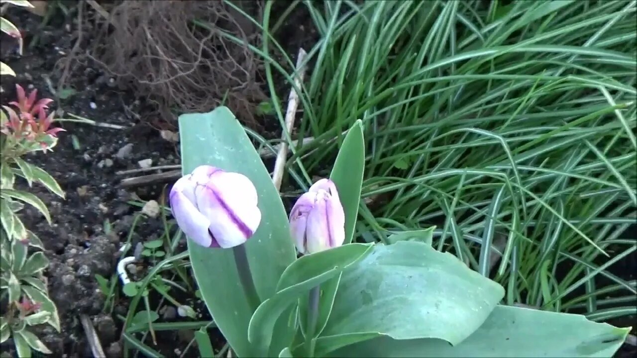 Small update after a cold night in april 2023