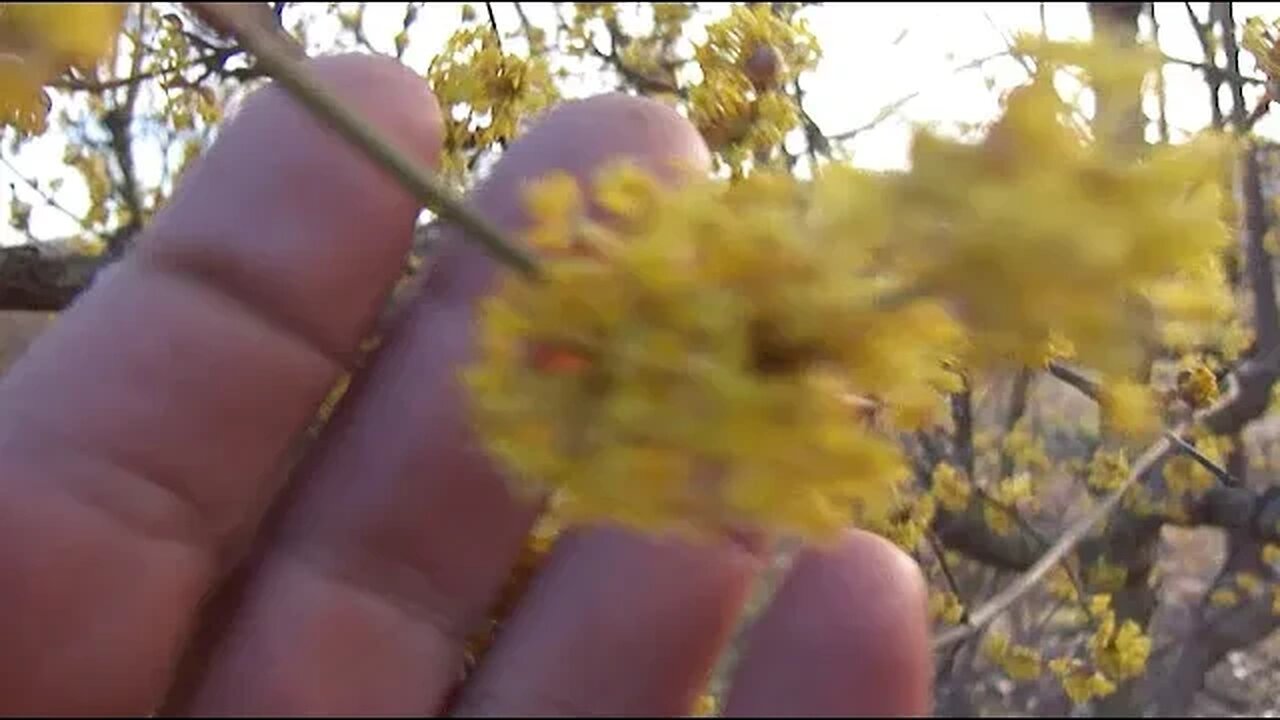 Κρανιές (cornus mas) και Αμυγδαλιές ανθισμένες Ιανουάριο αρχές Φεβρουαρίου