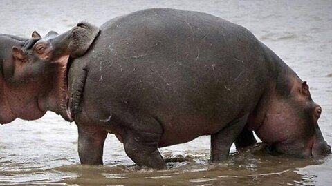 WATCH These Animals Go CRAZY-TRY Not To Laugh! [REALLY FUNNY]