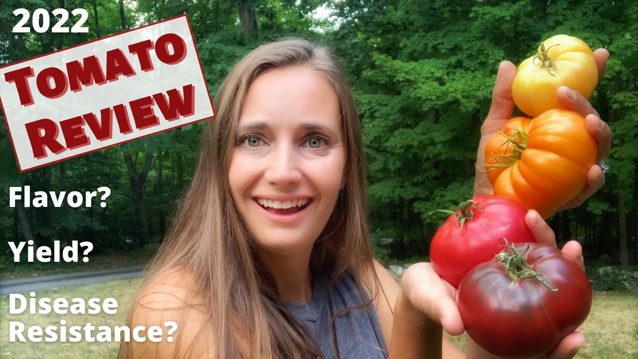 The Best Tomato Varieties | A Review of my 2022 Tomatoes