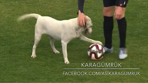 Canine interruption: How a dog brought a football match to a halt