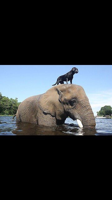 Beautiful animals short video || Animal lovers || Tiger Whatsapp status || cute Animals status