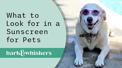 Dr. Becker Explains What to Look for in a Sunscreen for Pets