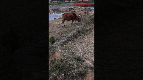 The cow is free to look for grass