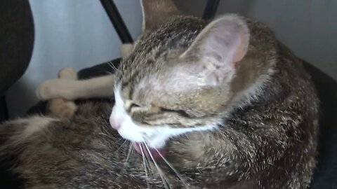 Kitten Likes His Fur To Be Clean