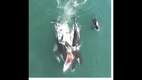 Orcas and White Shark IN South Australia! WATCH!!!