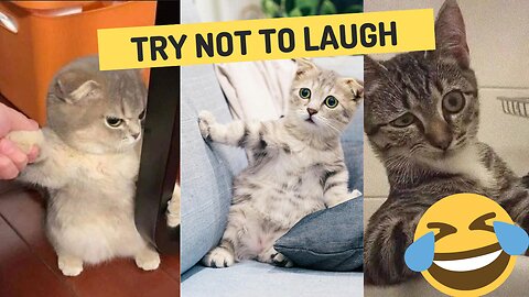 Try Not to Laugh: Hilarious Cat Fails Compilation