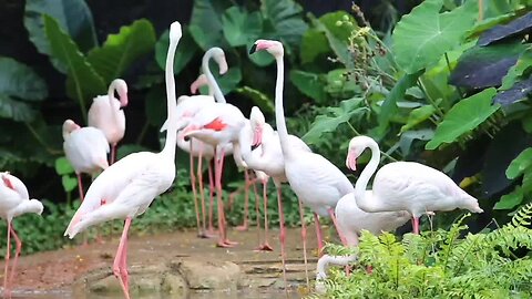 Lovely stork