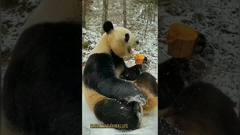 GIANT PANDA #panda #animals #fauna #zoo .