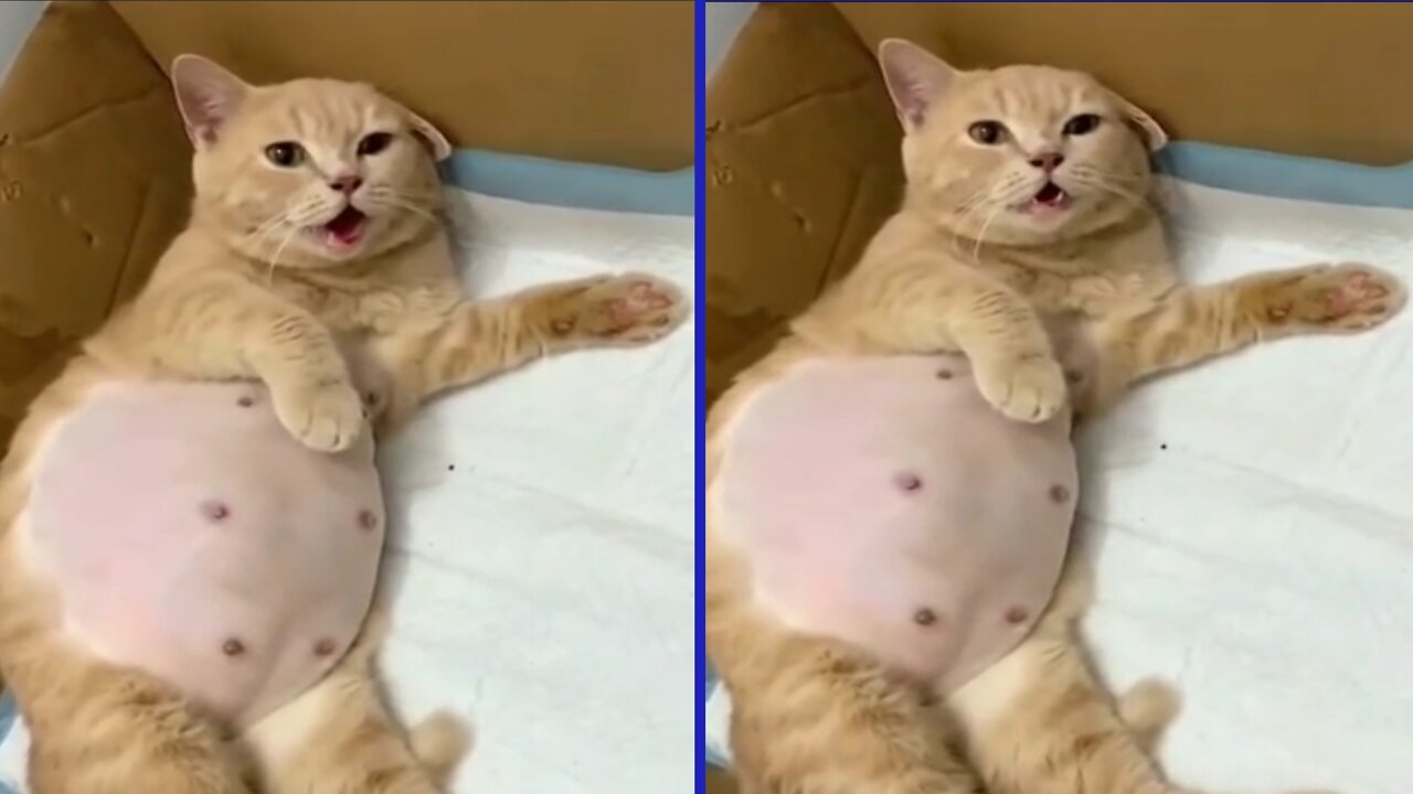 Pregnant cat.