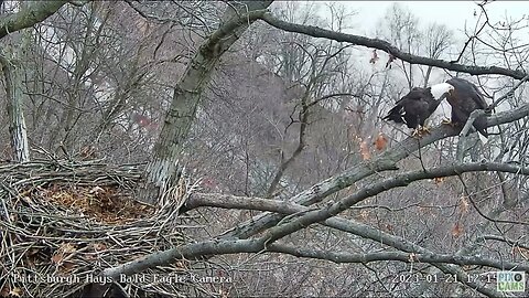 Hays Eagles Mating on the Nest Branch 2023 01 21 1715