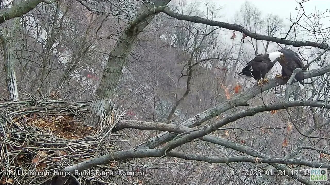 Hays Eagles Mating on the Nest Branch 2023 01 21 1715