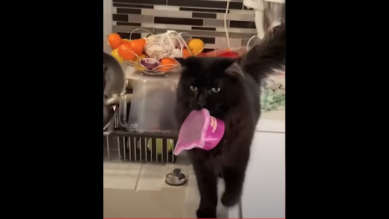 Essayer De Ne Pas Rire-Vidéo De Chat À Mourir De Rire