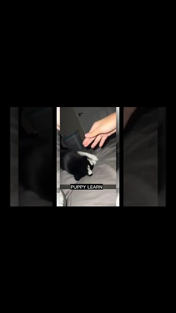 husky puppy #husky # puppy #shorts