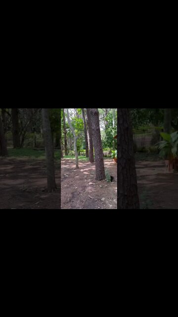 Wait til the end… #shorts