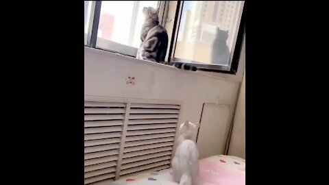 Cat Tries To Poke The Other Cat And Ends Up Falling down - Tiktok Cats (#Funny #Animals #425)