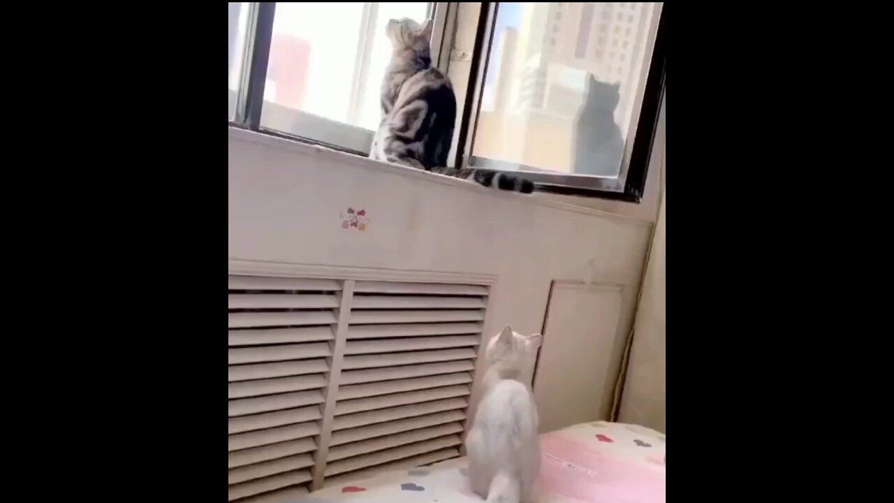 Cat Tries To Poke The Other Cat And Ends Up Falling down - Tiktok Cats (#Funny #Animals #425)