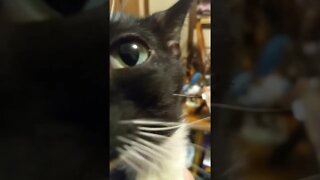 kitty purrs #shorts #shortsvideo #shortsfeed