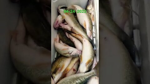 Yesterday's cooler was stacked! Big Lake Erie Walleye hit the deck! Two boats 12 guys, Limits! 42422