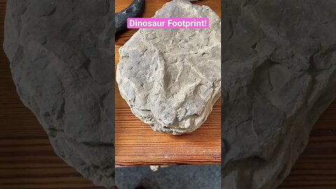 Jurassic Dinosaur Footprint from Whitby, UK! #fossil #dinosaur #footprint #jurassic