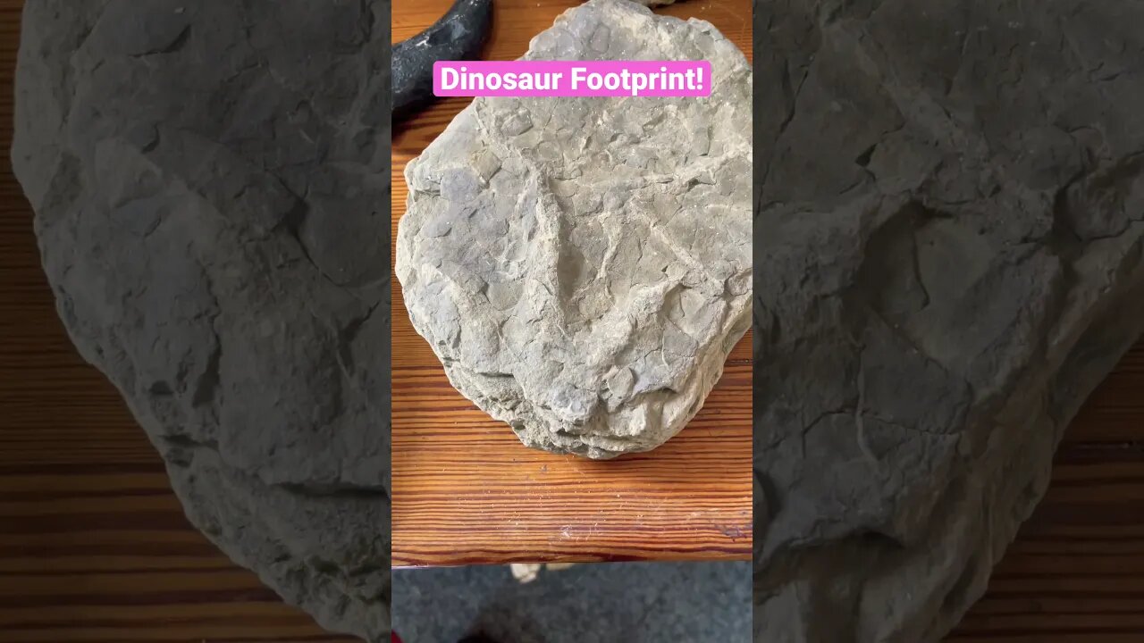 Jurassic Dinosaur Footprint from Whitby, UK! #fossil #dinosaur #footprint #jurassic