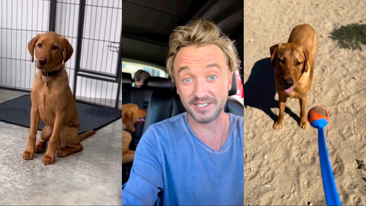 Tom Felton's Precious Pooches: Cute Moments with His Adorable Dogs