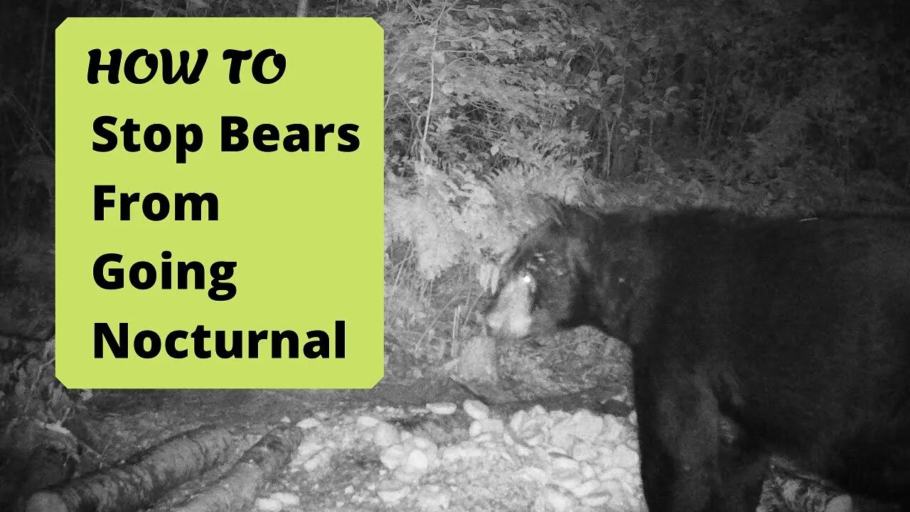 Bear Baiting: Dealing with Nocturnal Bears