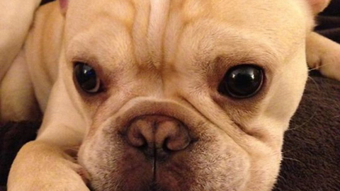 Bullwinkle the French Bulldog Fluffs his Molly Mutt Bed