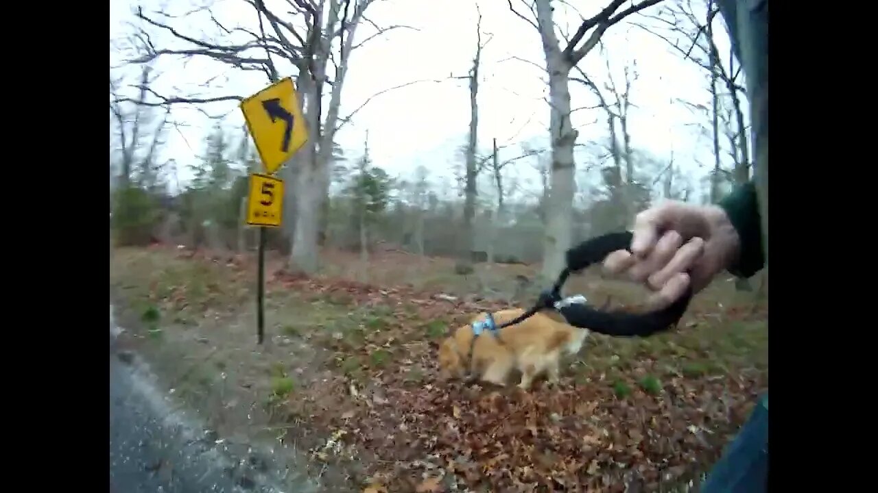 March 25th, don't know temp, short walk with Flynn