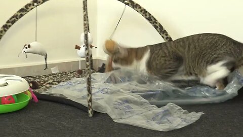 Silly Cat Loves His Toy Frame