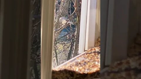 Give the birds a splash of water to get relief from the hot sun