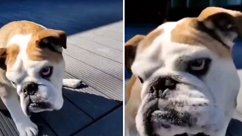 14 january bulldog | bulldog | funny bulldog