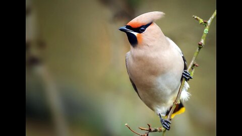 World's most Beautiful birds