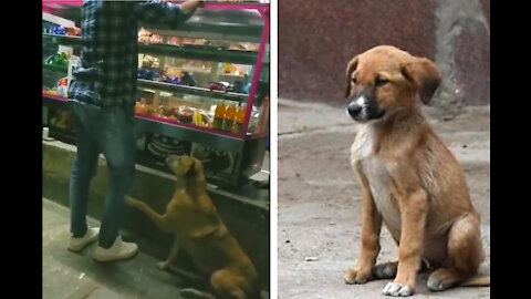 See the humanity - Dog begging for Food