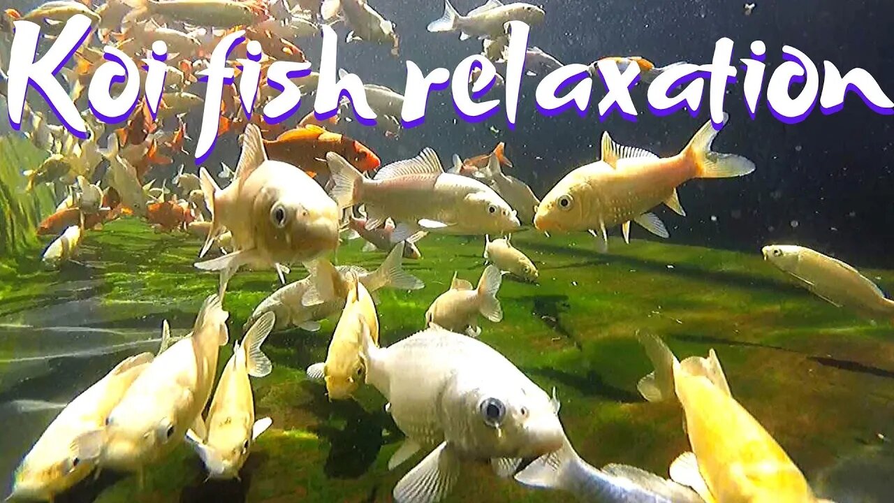 Relaxing underwater video of koi fish