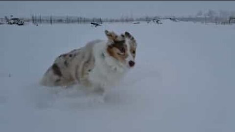 雪で遊ぶ犬のスローモーション映像