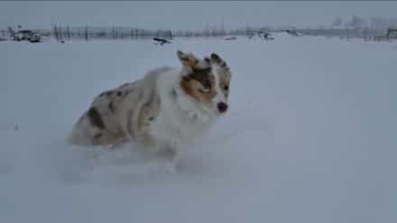 雪で遊ぶ犬のスローモーション映像