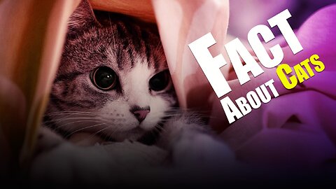 Top 10 fascinating facts about cat 😺