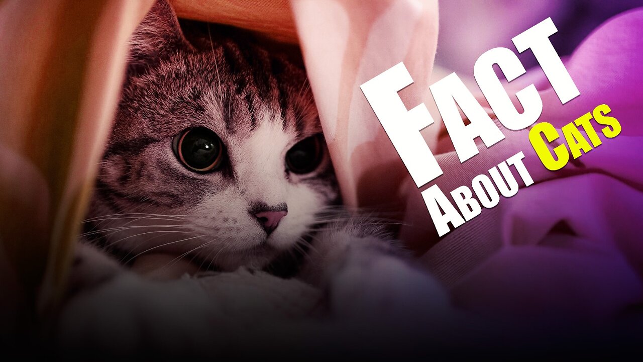 Top 10 fascinating facts about cat 😺