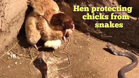 Hen defending chicks from Cobras. HD