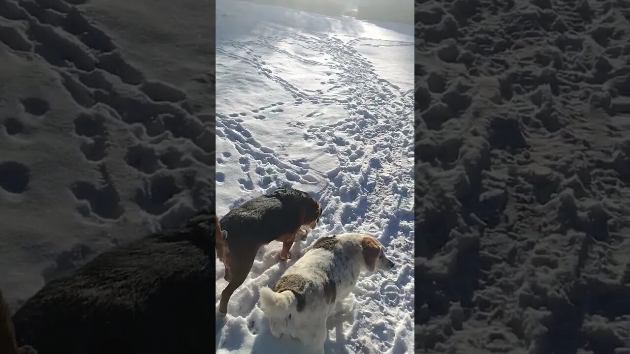 So Cold The Snow Crunches... 💜
