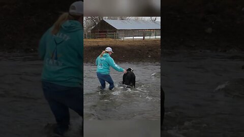 Calf Almost Drowned