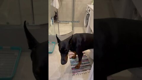 #shorts Смешные Собаки Из Тик Тока 192 Funny Dogs From Tiktok