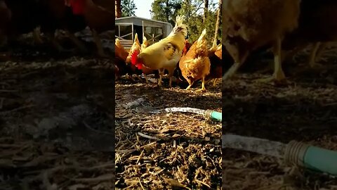 #chickens #layers #homesteading #homestead #farmanimals #freerange #rooster #homesteadlife #friday