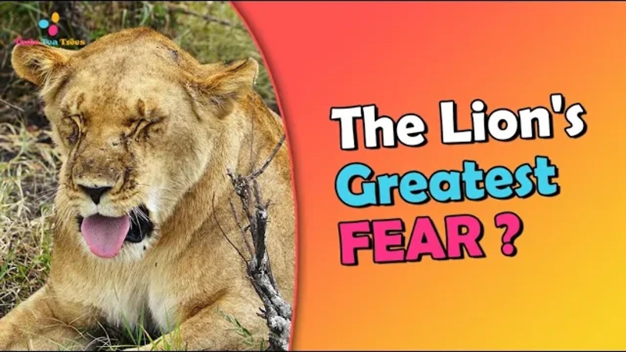 What animals does a hunting lion flee from