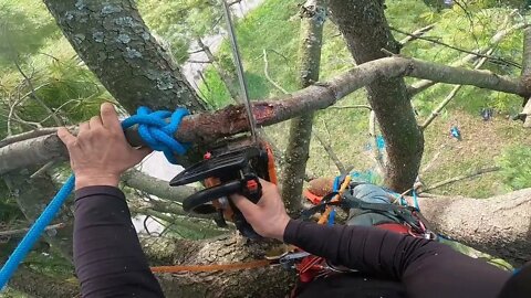 In the canopy of an eastern white pine 🎍